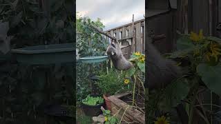 Mischievous Raccoon Steals Bird Food [upl. by Rivy]