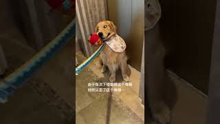 My stubborn little dog golden retriever thin dog cute pet daily record [upl. by Anitnatsnok286]