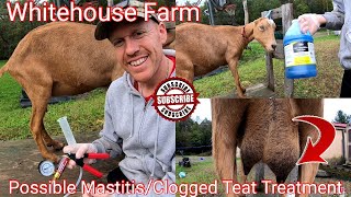 Treatment For Mastitis In Goats Congested Udder [upl. by Supple292]