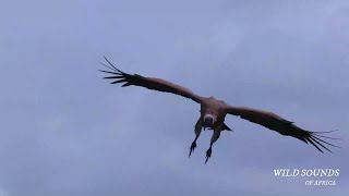 White Backed Vulture Sound – Feeding Frenzy Sound – Africa Bird Call [upl. by Nyrraf]