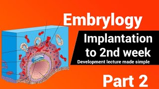 Embryology  The bilaminar embryonic disc  2nd Week development AnatomyHub [upl. by Kulseth]