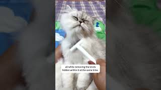 😼Fur Real The Fast and Easy Way to Remove Cat Hair [upl. by Edwards]