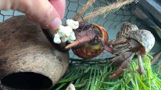 Handfeeding a hermit crab popcorn [upl. by Woodley]