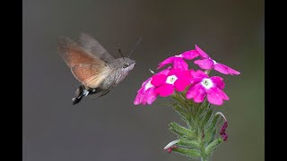 Vuelo ralentizado y real de la esfinge colibrí Macroglossum stellatarum [upl. by Candice]