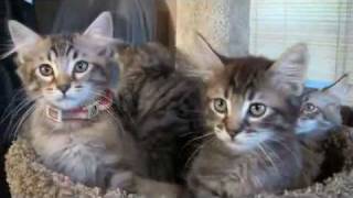 American Bobtail Kittens Playing [upl. by Knuth]