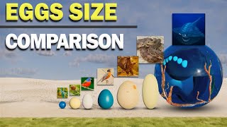 Eggs size 3D comparison  animals egg size [upl. by Madora]