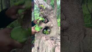 Beautiful Parrots Video In A Hole Underground part 02 bird birdfreaks birdworld birdlives [upl. by Ayikan]