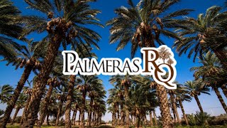 Palmeras RQ  Producción de dátiles Medjool en Mexicali Baja California [upl. by Shiff]