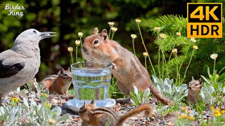 Cat TV for Cats to Watch 😺 Funny amp Cute Squirrels Chipmunks and Birds 🐿 8 Hours 4K HDR [upl. by Colin]