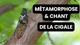 Métamorphose et chant des cigales [upl. by Wendin]