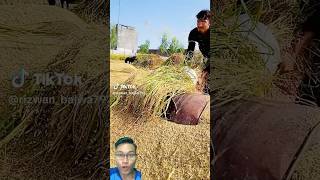 He is harvesting rice sonasmr [upl. by Ruckman]