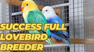 Visit successful Lovebird Breeding setup  future of lovebirds with Hassan Dogar Zia Bhai [upl. by Atinihs74]