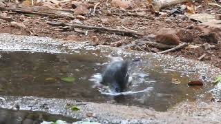 Tickells Blue Flycatcher taking bath Mumbai [upl. by Nochur]