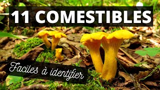 11 champignons comestibles du Québec faciles à identifier [upl. by Noside]