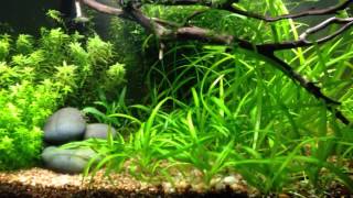 How to setup a dirted tank Step 5 add plants [upl. by Devlen]