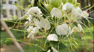 Flower  White Cleome  Spider Flower [upl. by Attenoj]