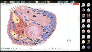 FISIOLOGIA FISIOPATOLOGIA  FASE 3  TEORIA 03  02 [upl. by Debo]