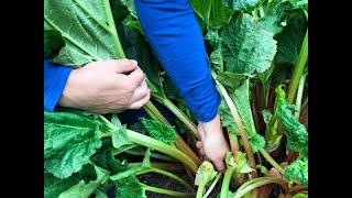 How to Harvest Rhubarb [upl. by Wiatt572]