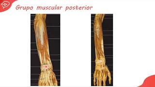 8 Músculos del Antebrazo Grupo Posterior  MIOLOGIA DE LOS MIEMBROS [upl. by Mingche]