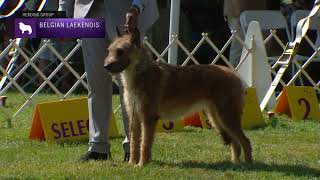 Belgian Laekenois  Breed Judging 2022 [upl. by Anesusa]