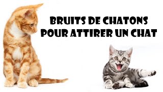 Bruits de chatons pour attirer un chat [upl. by Akehsat]