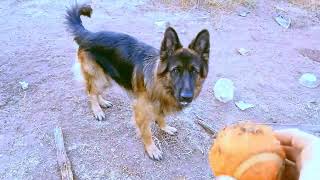 German Shepherd Playing Amazing Game of Catch ❤️ fyp fypシ゚viral thankful [upl. by Nassi]