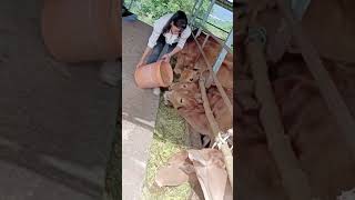 Bran feeding cow process [upl. by Ajam]