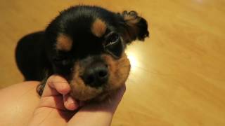 Cavalier King Charles Spaniel 4 Months Old [upl. by Renie]