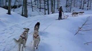 Sleddog  Rifugio al Feliceto sul Cimone [upl. by Enilkcaj]