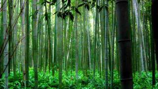 Trail of the Angels  Bamboo Flute Chinese Music  Xiao [upl. by Pru]