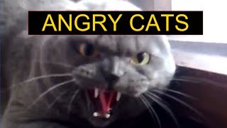 Angry Cats Compilation  Funny Cats Compilation [upl. by Joktan]