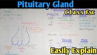 Pituitary Gland And Their Hormones  Class 12 Biology [upl. by Latterll537]