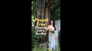 Peepal Tree Clearing Lifes Hurdles [upl. by Neukam101]