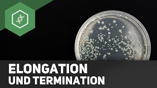 DNA Replikation  Elongation und Termination [upl. by Voccola672]