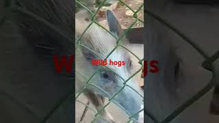 Wild hogs [upl. by Evin]