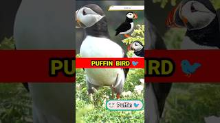 Puffin  एक पक्षी जो बहुत सुन्दर है shorts puffin bird [upl. by Shlomo]