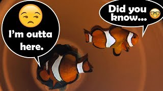 Facts on Clownfish  What do Clownfish Eat amp Clownfish Habitat [upl. by Gonzalo180]