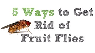 5 Ways to Get Rid of Fruit Flies [upl. by Mcintosh]