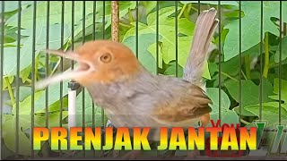 PRENJAK KEPALA MERAH GACOR BUAT MASTERAN KENARI CIBLEK [upl. by Anitnatsnoc775]