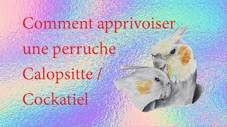 Comment apprivoiser une calopsitte partie 1  How to Tame a Cockatiel part 1 [upl. by Carmelita]