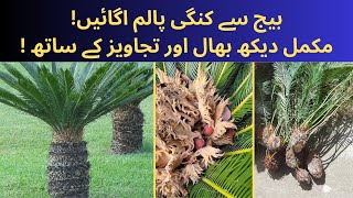 How🤷🏻to Harvest🪻Sago Palm🌲Pups🪴 Propagation🌱of Cycas Plant🌵 How to Propagate Sago Plant🌴 [upl. by Range]