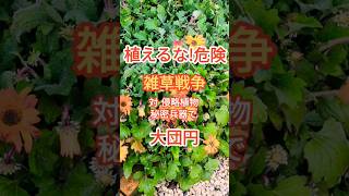 【雑草戦争】対侵略植物 秘密兵器 ガーデニング ガザニア 有害植物 [upl. by Yehtomit]