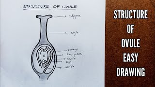 How to draw structure of OVULE very easily [upl. by Yderf588]