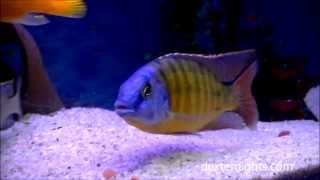 Tangerine Tiger Cichlid  Protomelas taeniolatus  Malawi Hap Cichlid [upl. by Horwitz]