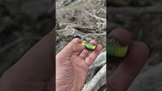 When Aylesford Lake is drained I search for snagged lures [upl. by Anetsirhc]