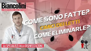 🔴​✔️​Cimici dei letti scopri come sono fatte e come eliminarle🔴​✔️​ [upl. by Ailekat261]