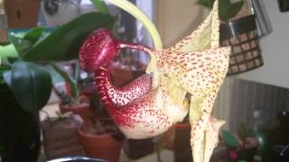 Coryanthes macrantha aka bucket orchid [upl. by Nalyad]