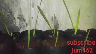 Kurma  cara menanam kurma indonesia  How to plant hydroponics [upl. by Haet]