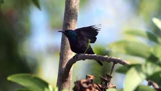 Pemba Sunbird Cinnyris pembae [upl. by Martell88]