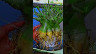 The Bonsai Houseplant Adenium Fertilizer Desert Rose Gardening Flower [upl. by Clark]